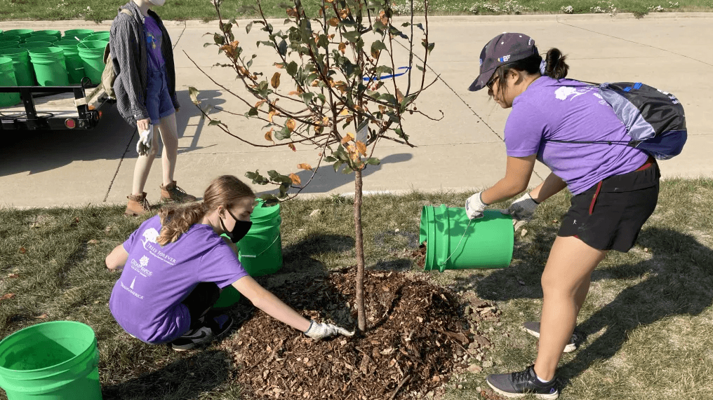 Tree Planting with Trees Forever The Hub