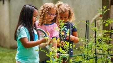 Flowers and Friends: Daisy Pollinator Adventure