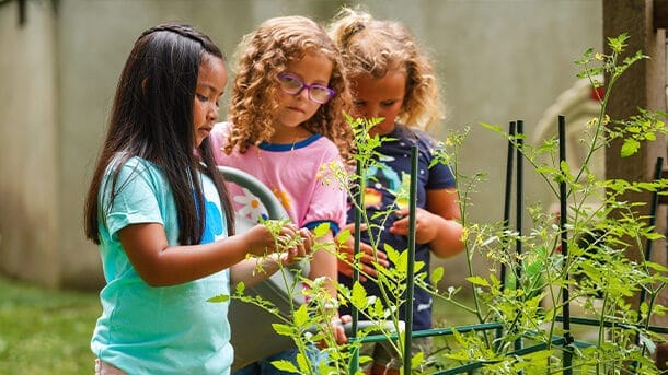 22DaisyPetals_00594_610x385 (1)