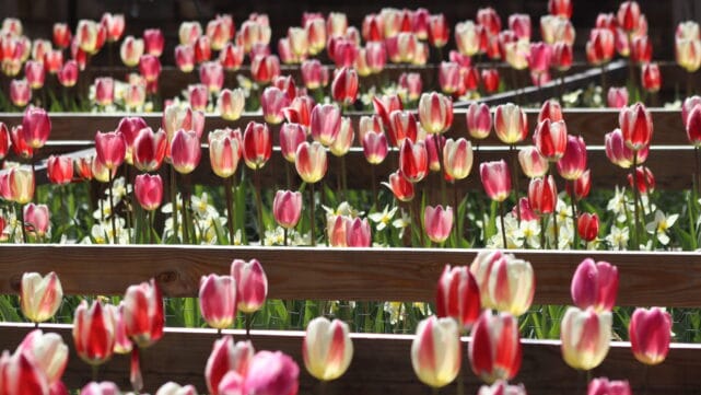 Juliette Garden Getaway