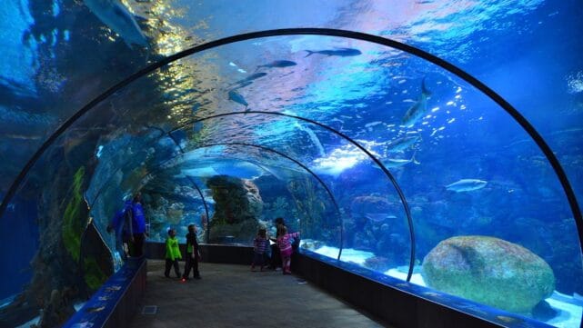 Sleeping Bag Safari: Overnight at the Omaha Zoo